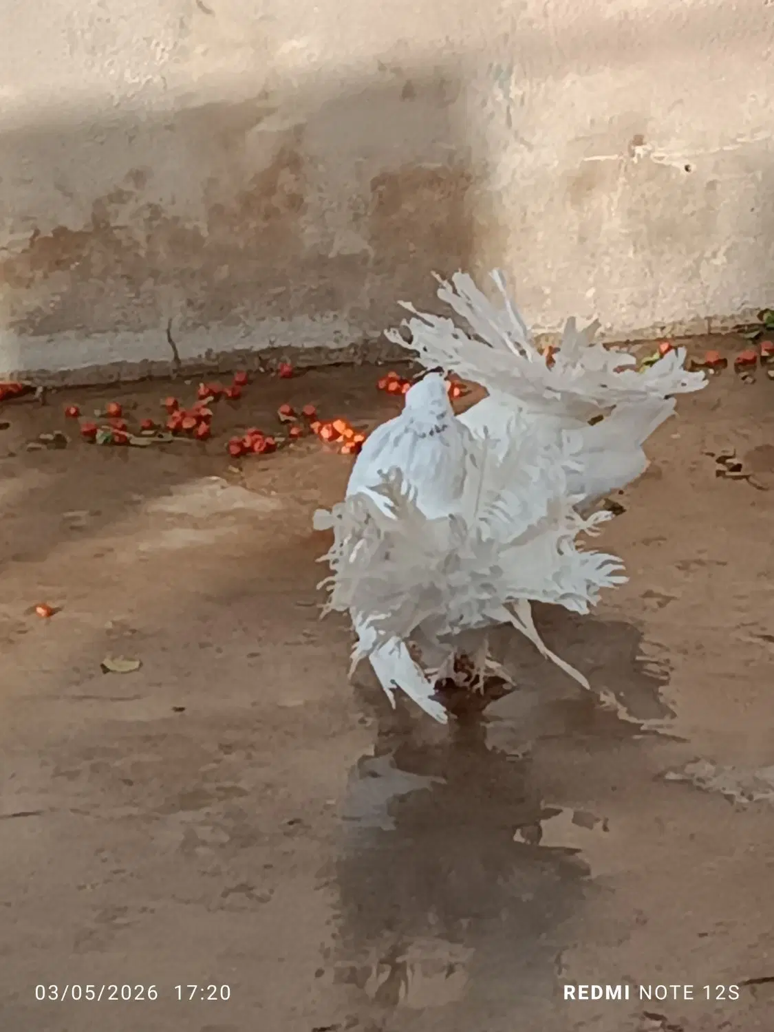 دمچتری|پرنده|مسجد سلیمان, |دیوار