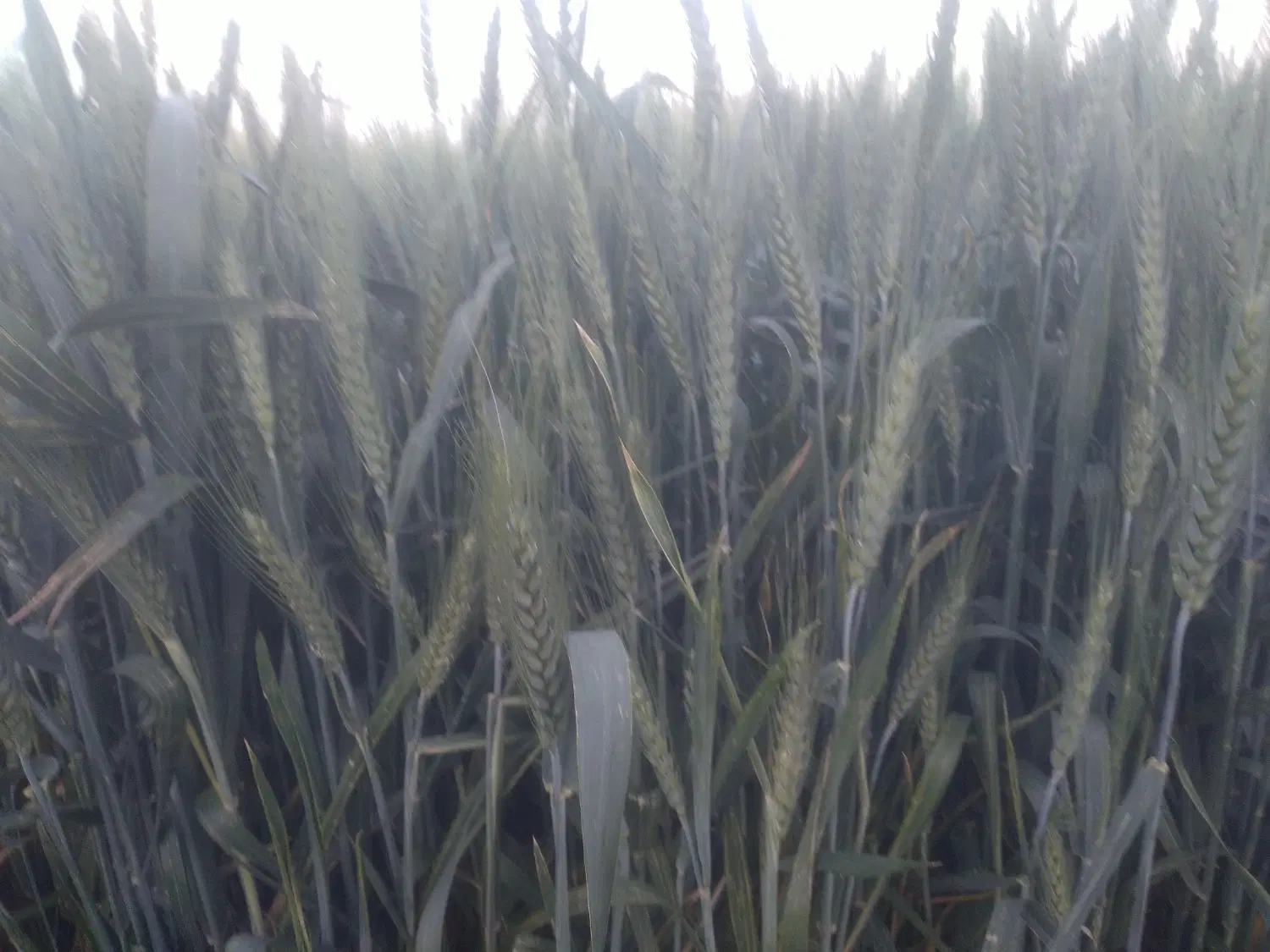 گندم|گل و گیاه طبیعی|جوین, |دیوار