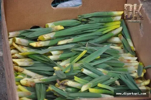 خوژه|خوردنی و آشامیدنی|مریوان, |دیوار