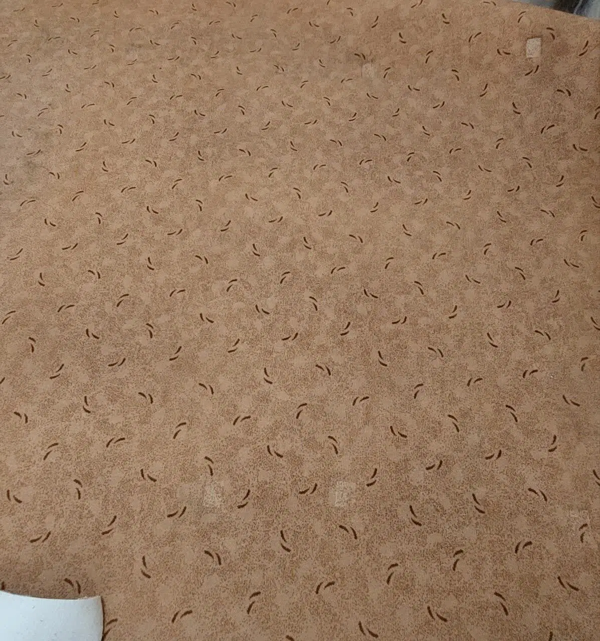 موکت|موکت|تنکابن, |دیوار