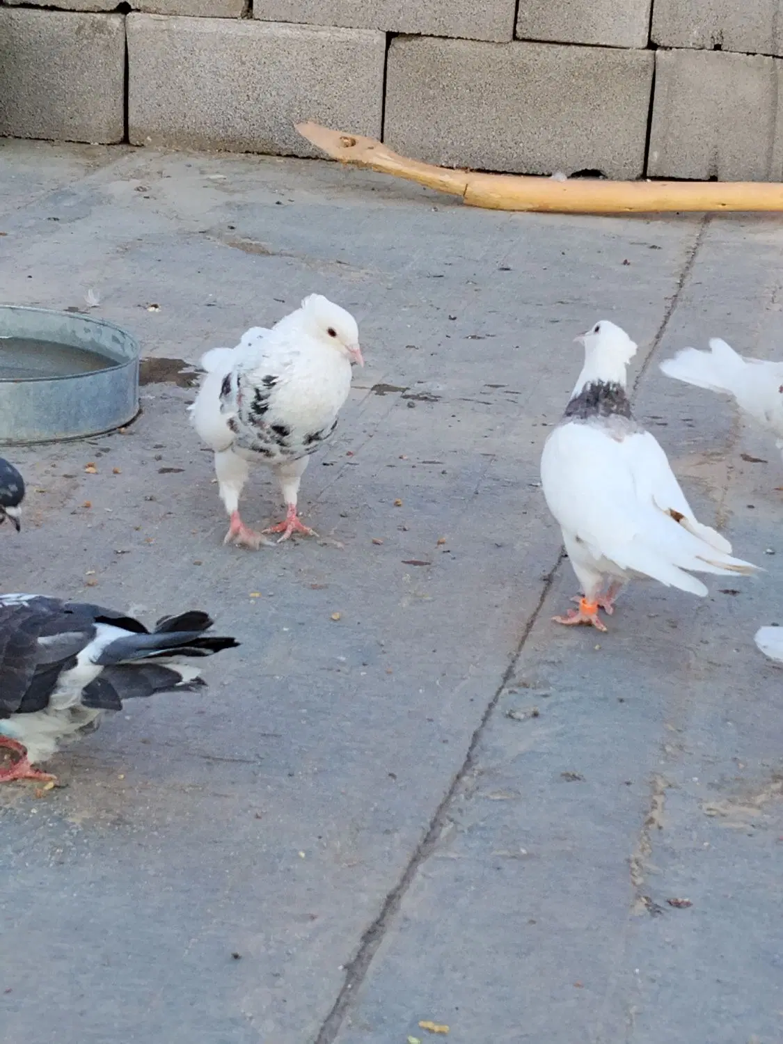 طوقی|پرنده|اصفهان, بهارستان|دیوار