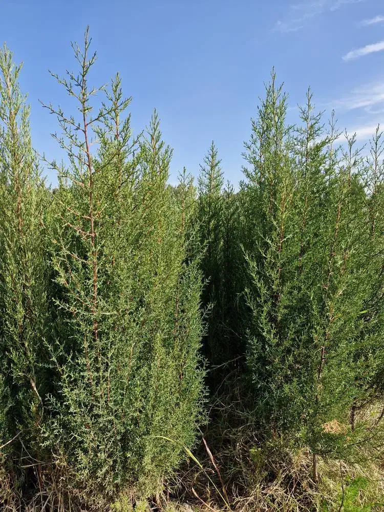 انواع نهال با تخفیف ویژه|عمده‌فروشی|ساری, |دیوار