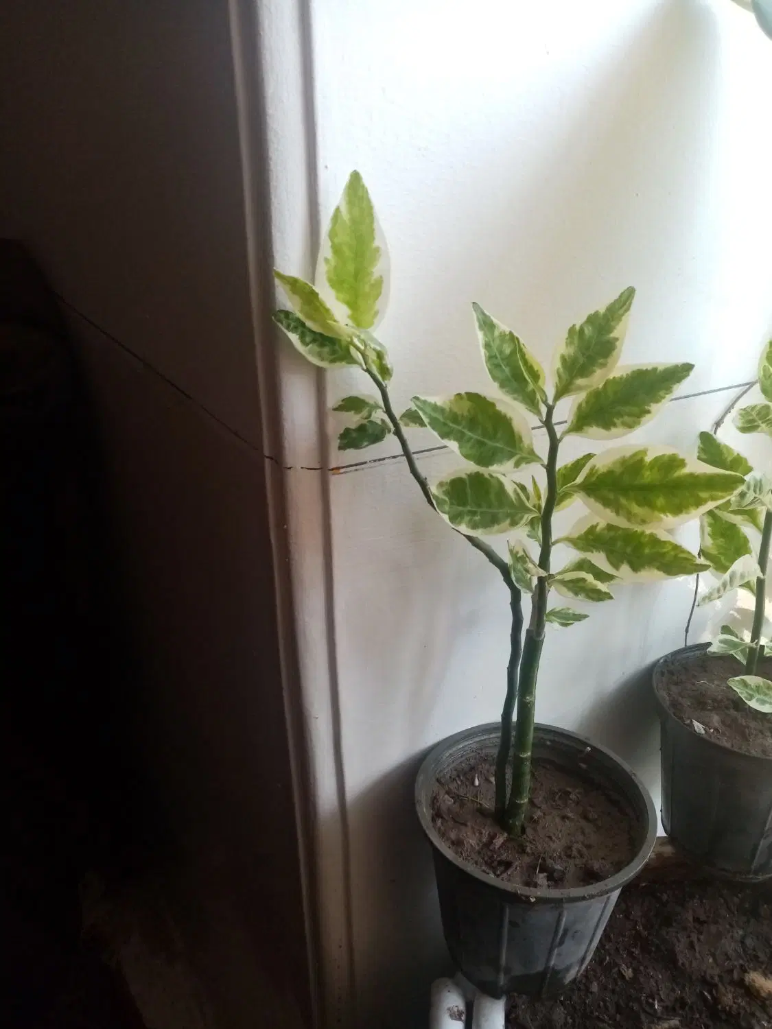گل طبیعی|گل و گیاه طبیعی|مراغه, |دیوار