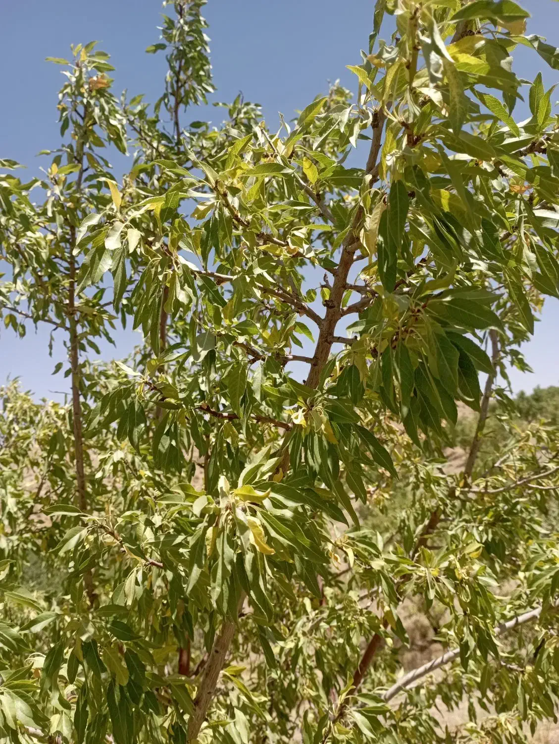 باغبان|خدمات باغبانی و درختکاری|داران, |دیوار