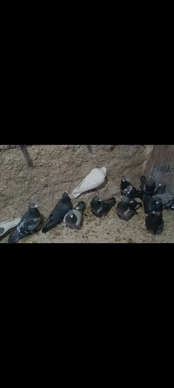 کبوتر|پرنده|شیراز, دانشگاه شیراز|دیوار