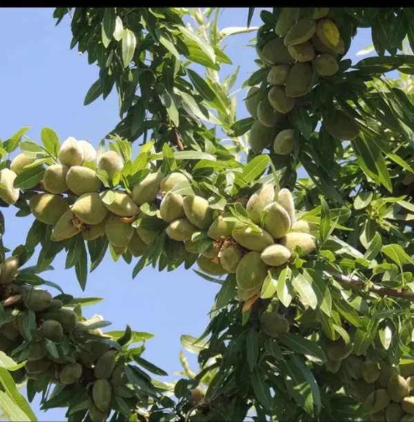 بادام|خوردنی و آشامیدنی|تهران, هفت چنار|دیوار