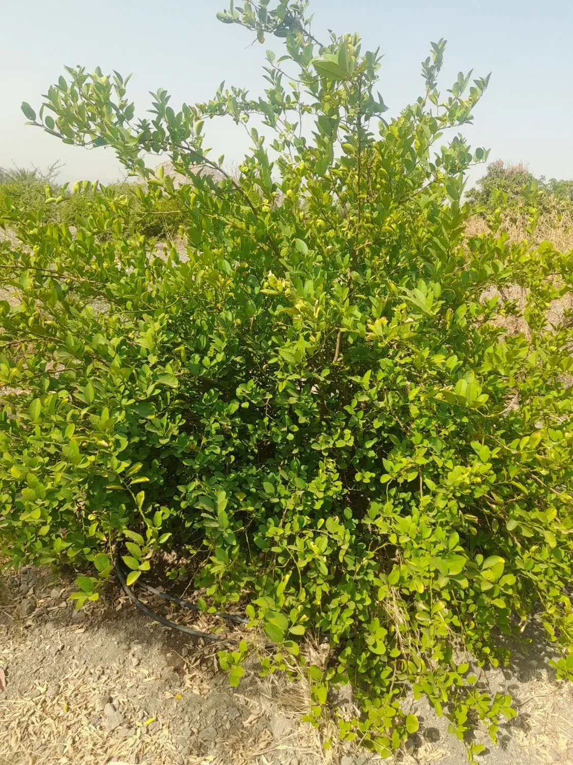 باغ|خدمات باغبانی و درختکاری|باقرشهر, |دیوار