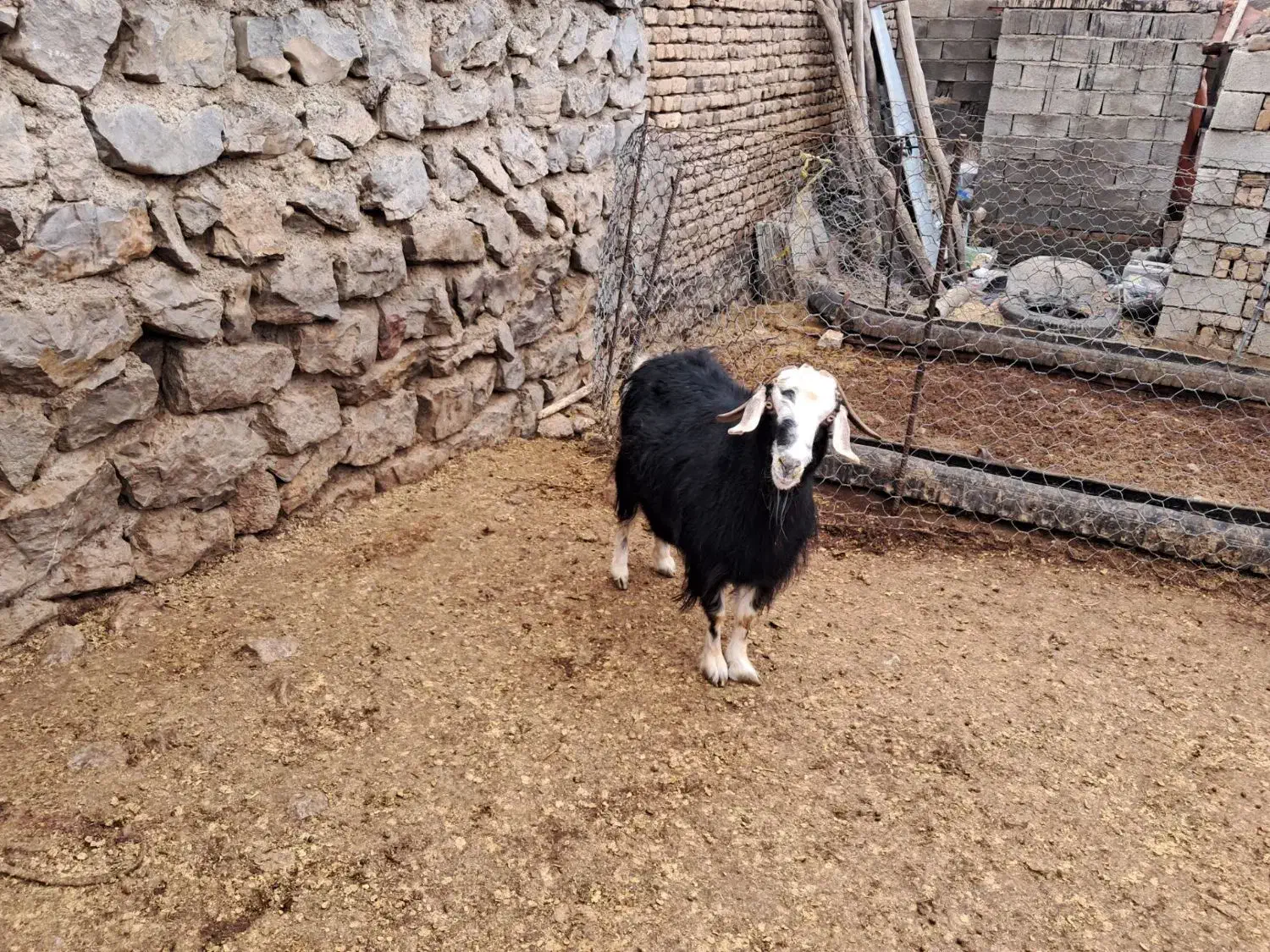 بز‌چاق|حیوانات مزرعه|نورآباد, |دیوار