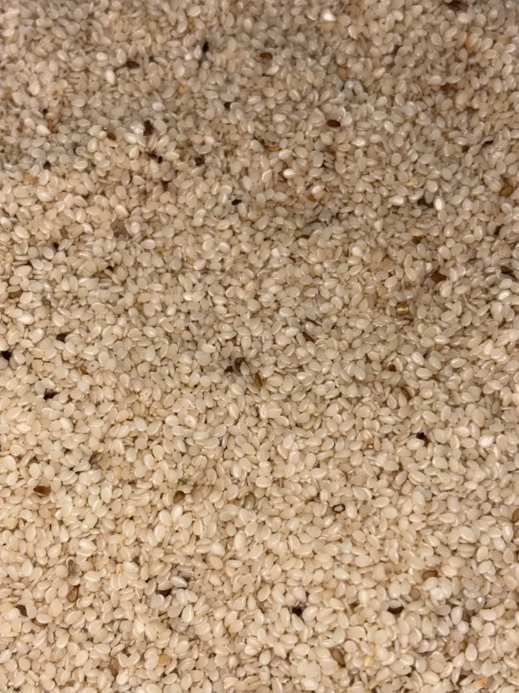 کنجد|خوردنی و آشامیدنی|بابل, |دیوار