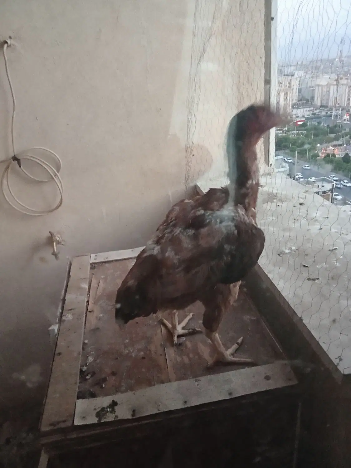 مرغ لاری|حیوانات مزرعه|ساوه, |دیوار