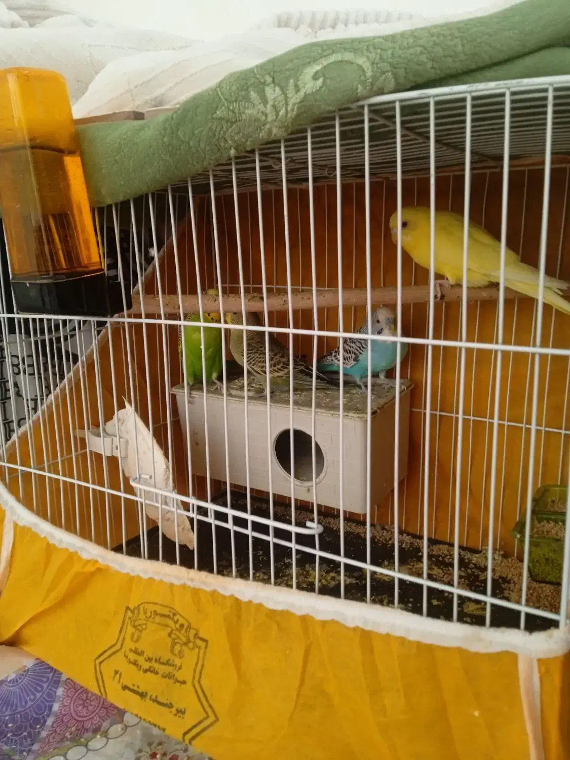 مرغ عشق|پرنده|سربیشه, |دیوار