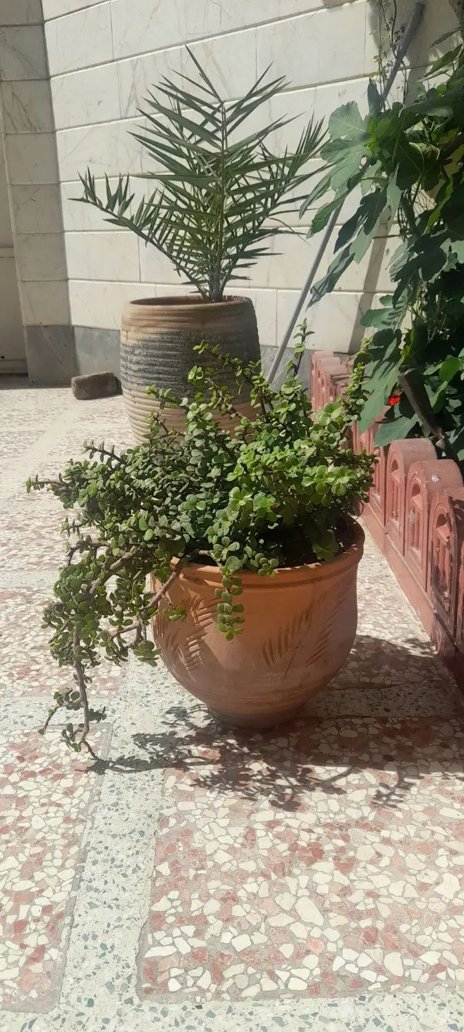 گل طبیعی|گل و گیاه طبیعی|شهر ری, حمزه‌آباد|دیوار