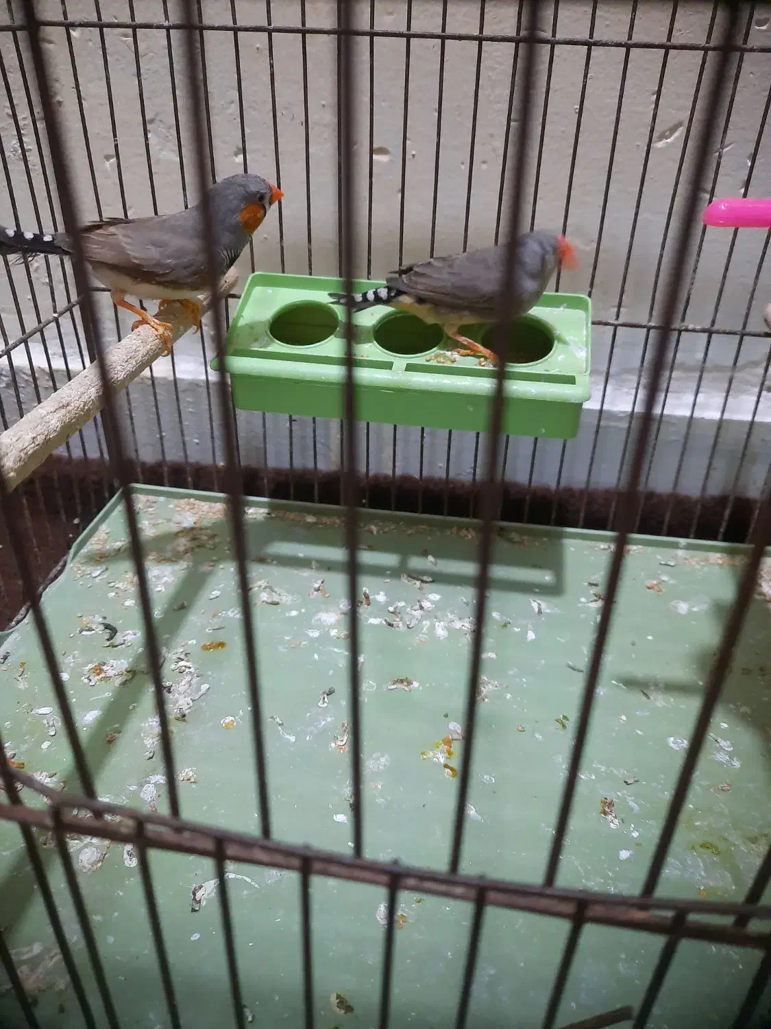 جفت فنچ|پرنده|بندرعباس, |دیوار