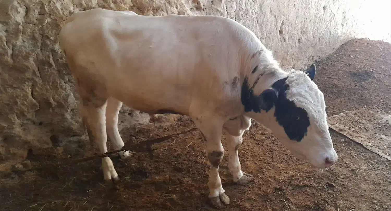 گوساله نر|حیوانات مزرعه|بزینه رود, |دیوار