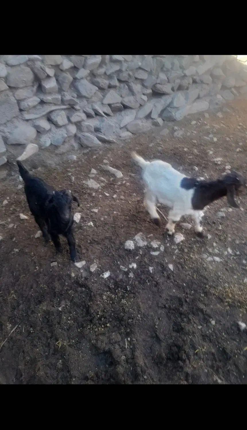 کهره|حیوانات مزرعه|بافت, |دیوار