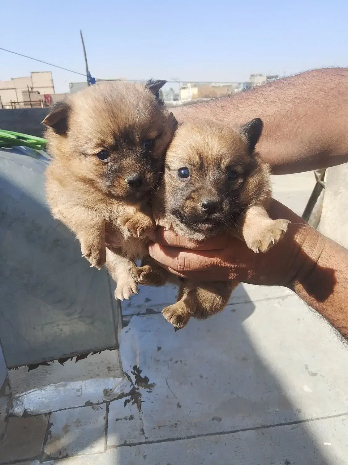 سگ فروشی|سگ|تربت جام, والفجر|دیوار