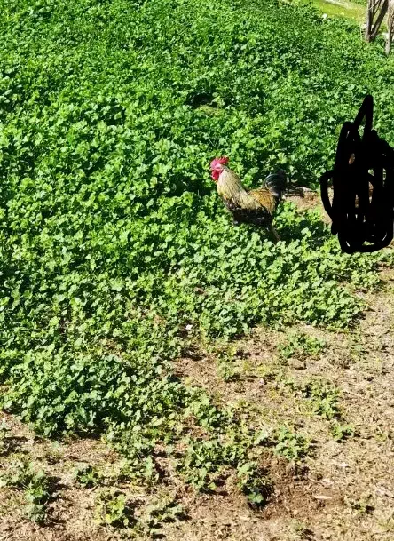 خروس|حیوانات مزرعه|مسجد سلیمان, |دیوار