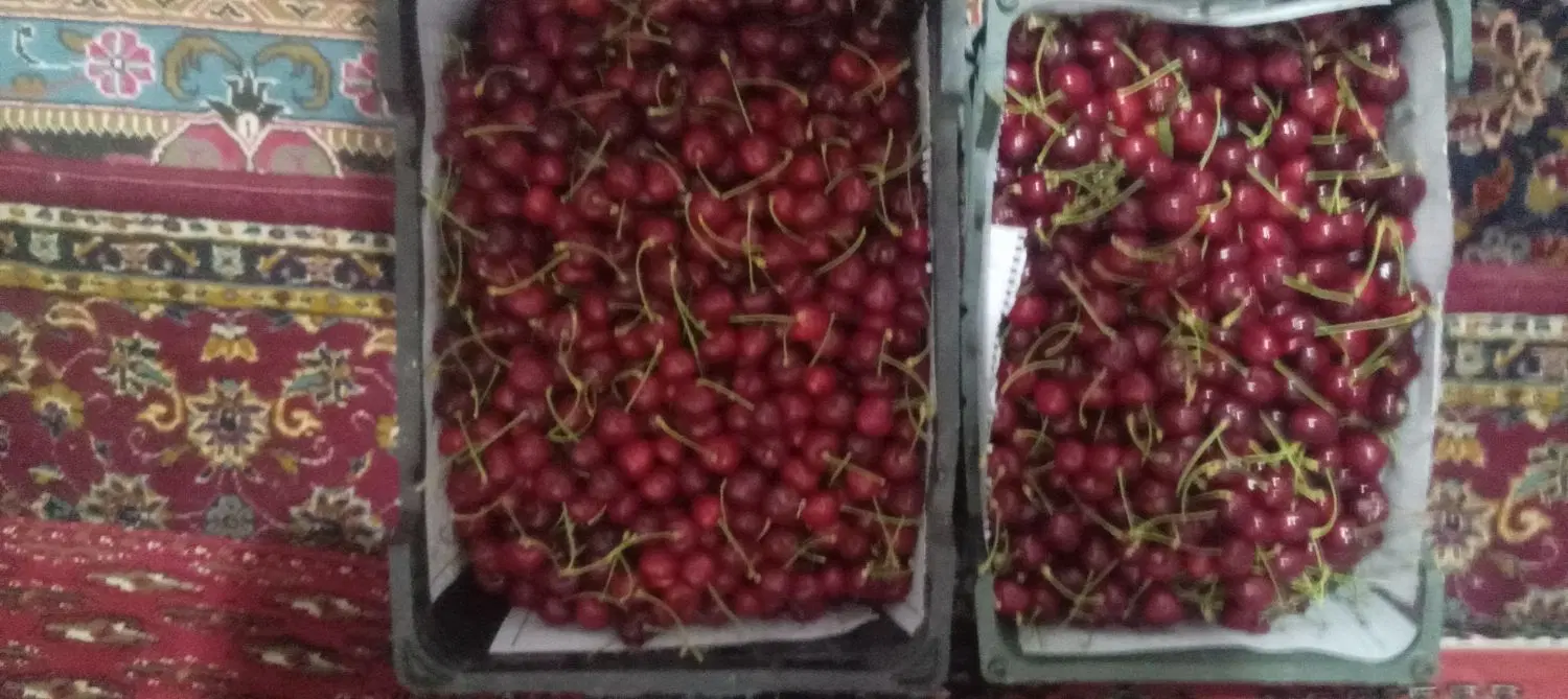 گیلاس فرنگی|خوردنی و آشامیدنی|نیشابور, مازول|دیوار