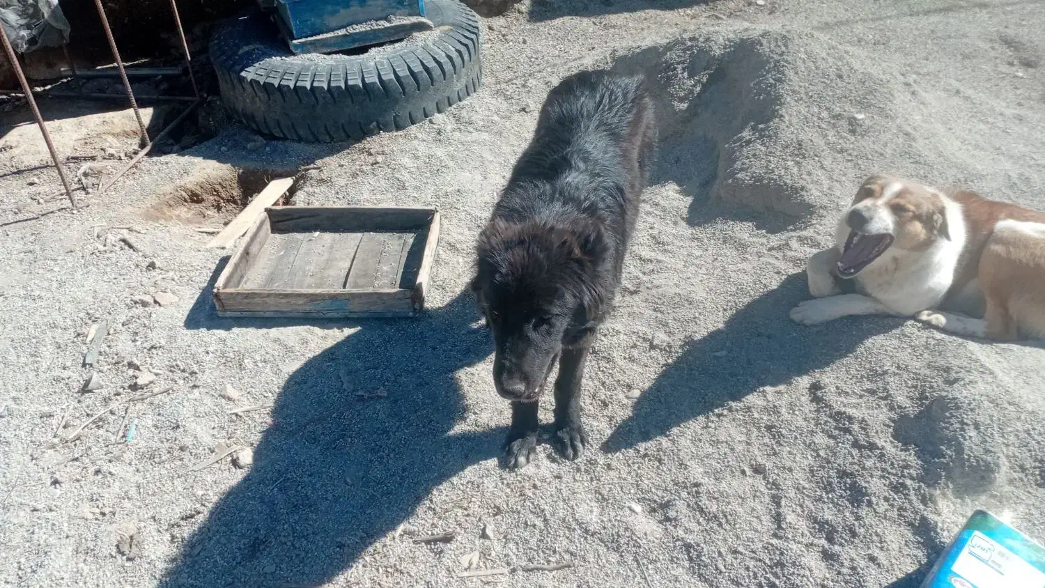 سگ گم شده|حیوانات|برخوار, |دیوار