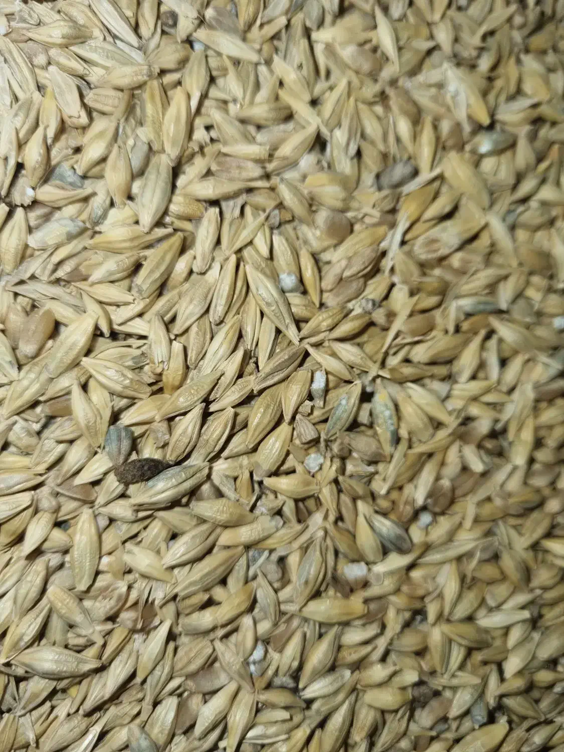 جو چاق|کالسکه و لوازم جانبی|اراک, |دیوار