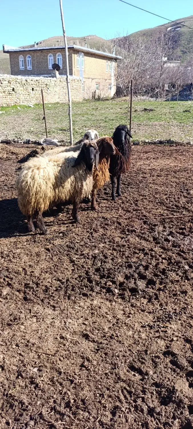 550000000|حیوانات مزرعه|سیلوانه, |دیوار