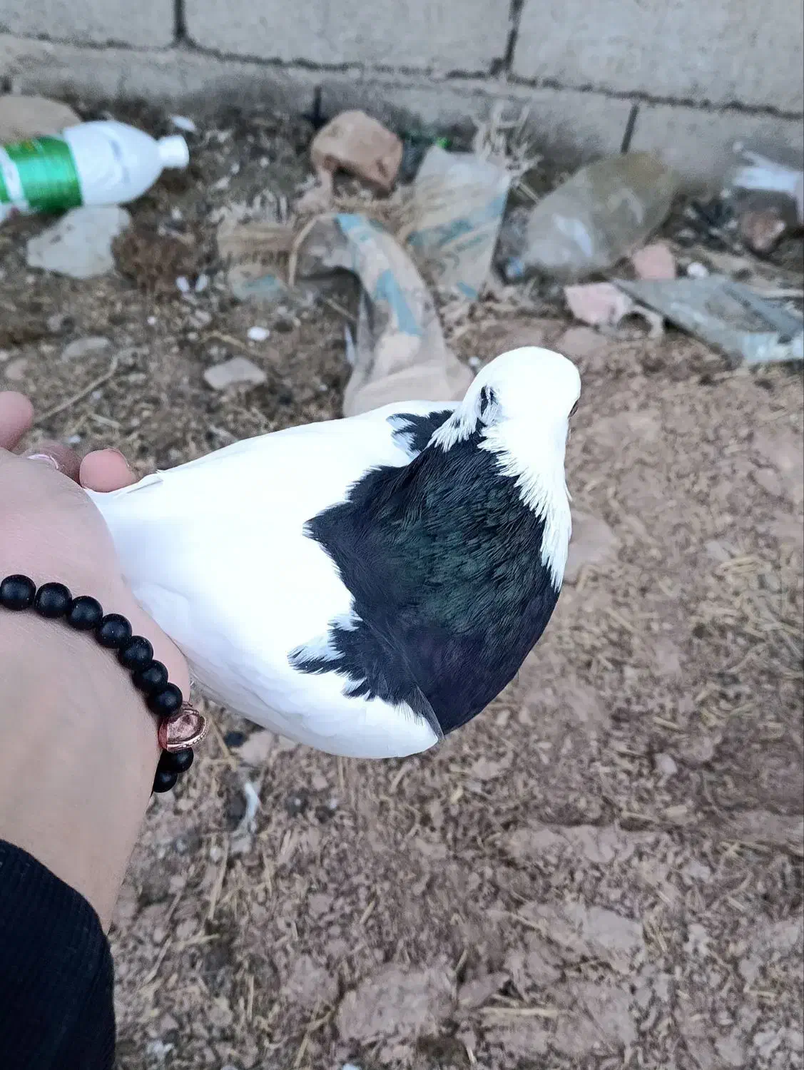 کبوتر|پرنده|قهستان, |دیوار