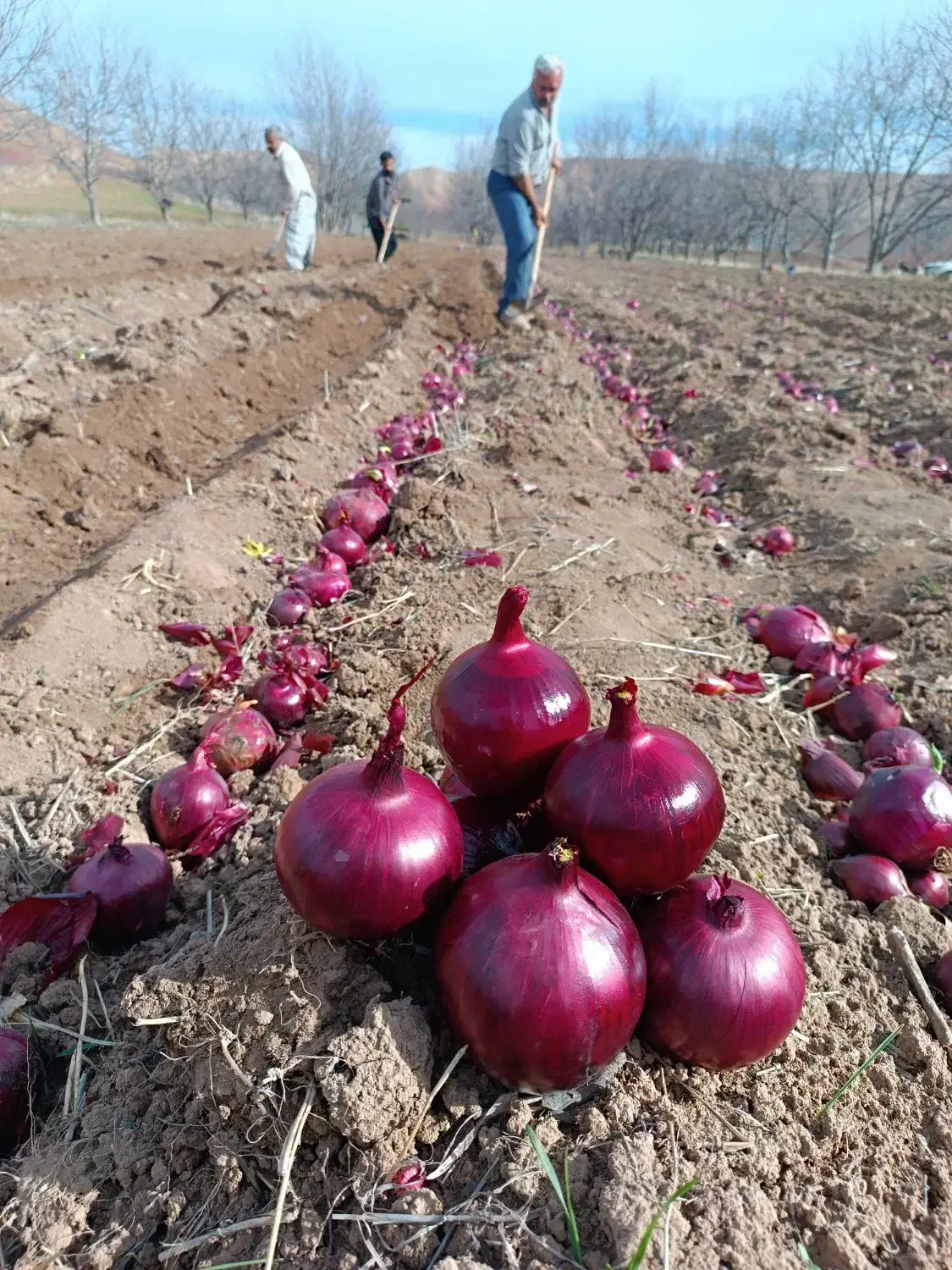 کنیون|کالسکه و لوازم جانبی|مشهد, ده دی|دیوار