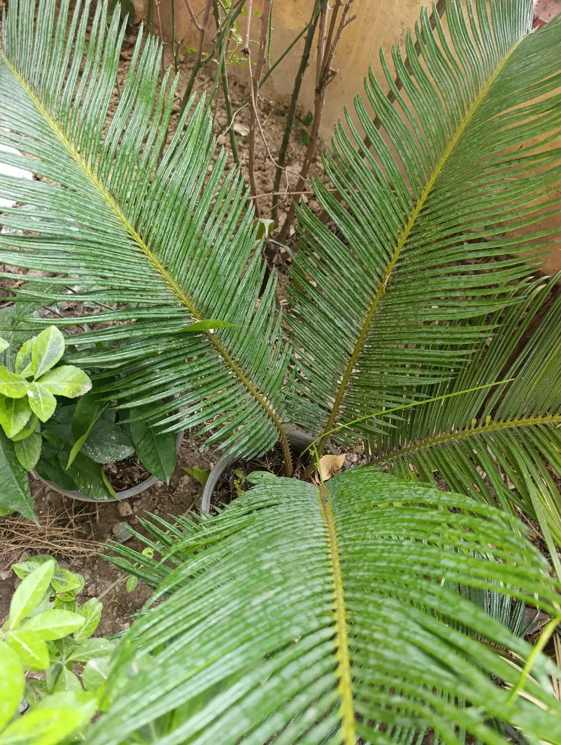 سیکاس|گل و گیاه طبیعی|کلاچای, |دیوار