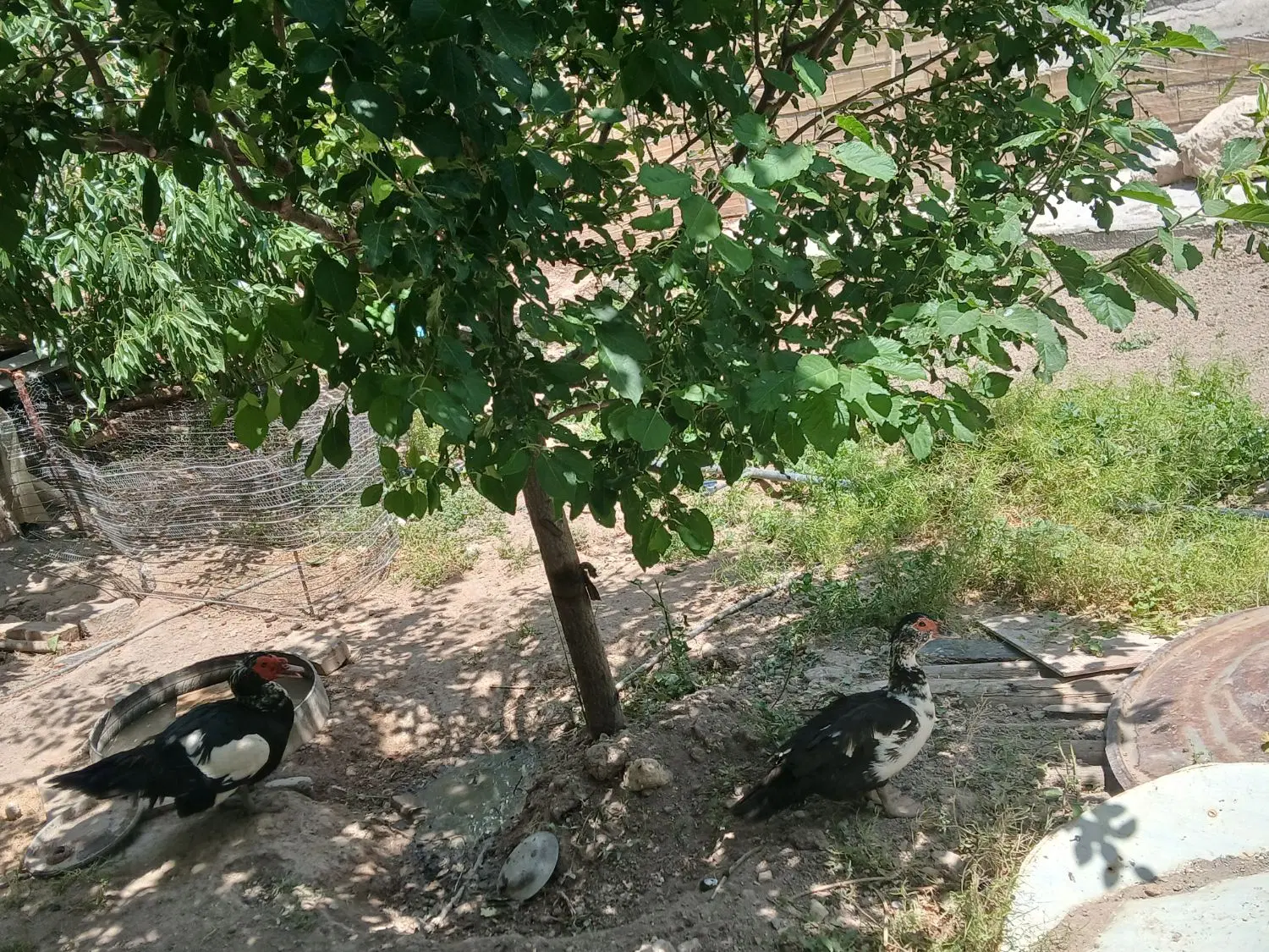 اوردک|حیوانات مزرعه|کندوان, |دیوار