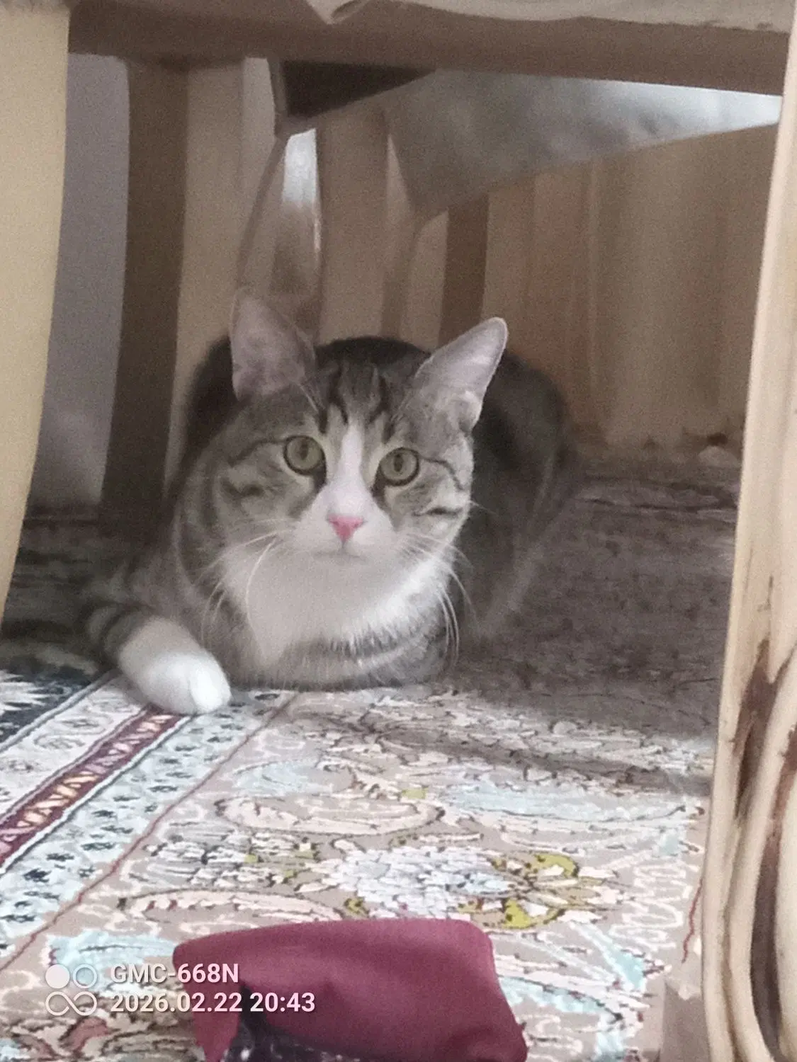 گربه نر|گربه|اردبیل, |دیوار