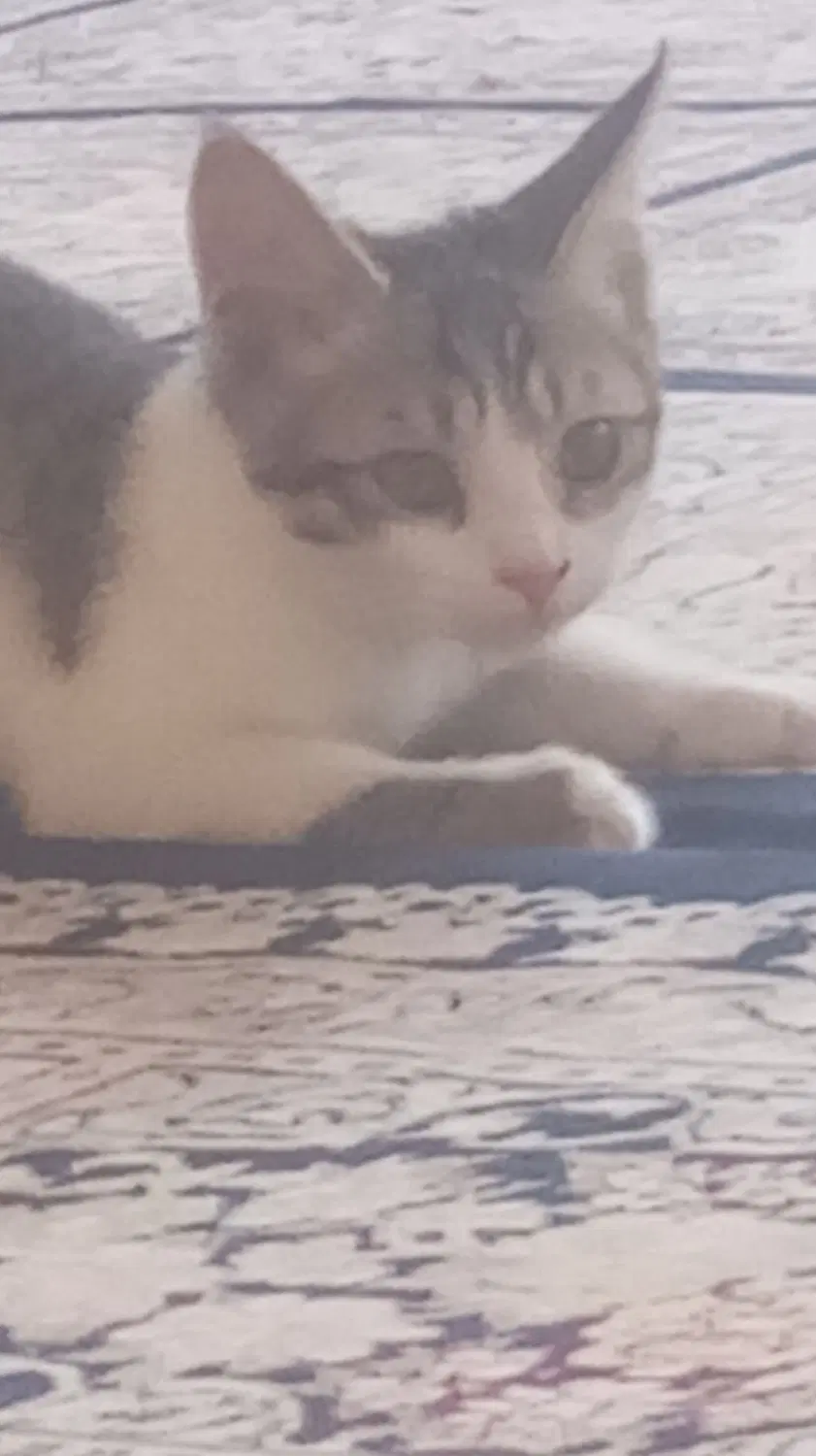 گربه|گربه|شیروان (خراسان), |دیوار