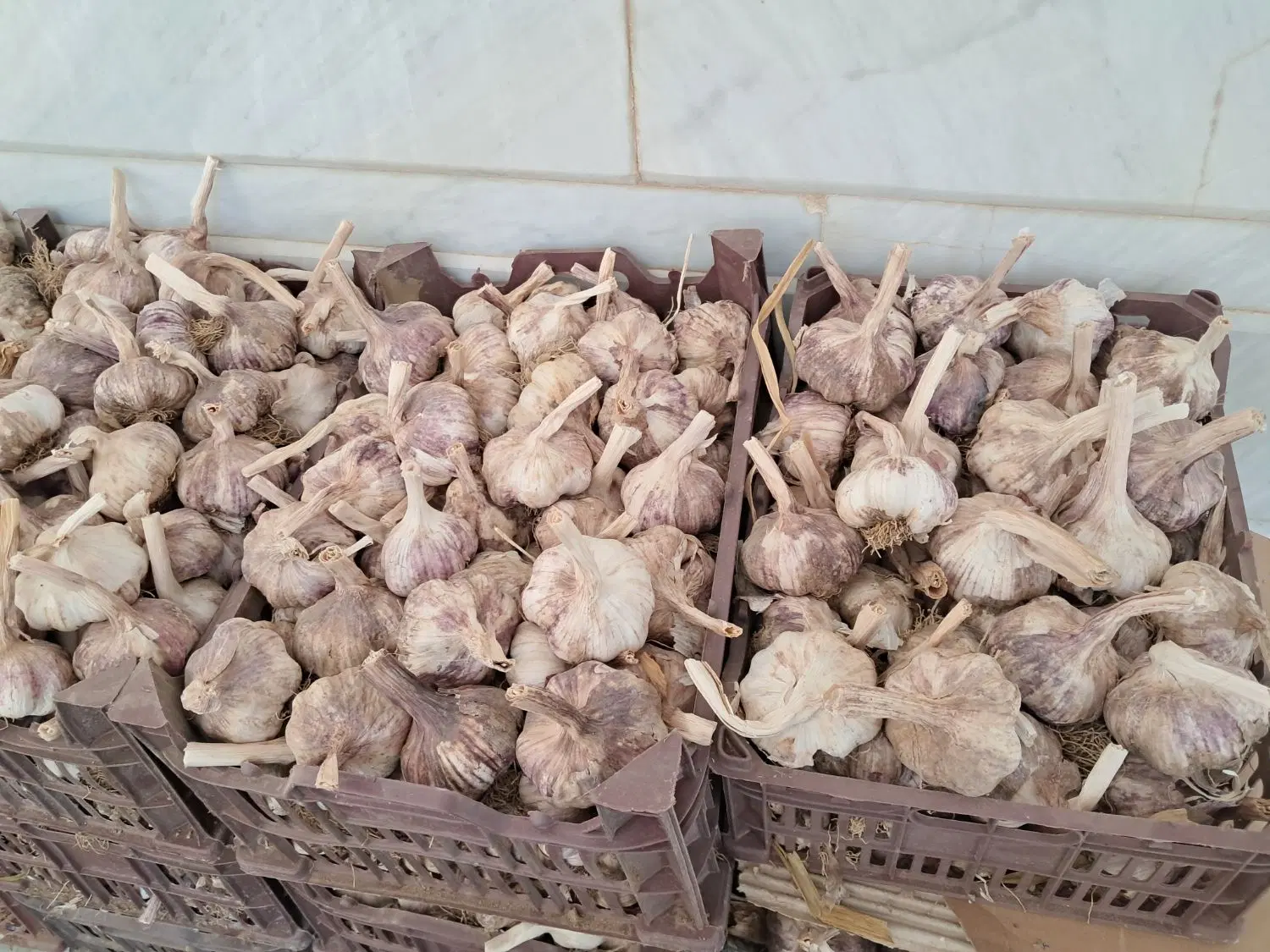 سیر|خوردنی و آشامیدنی|بناب, |دیوار