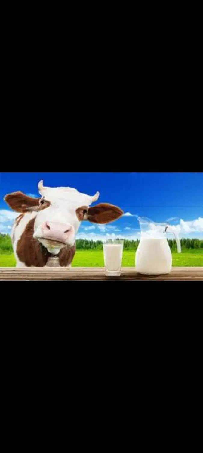 شیر گاو|خوردنی و آشامیدنی|جعفرآباد, |دیوار