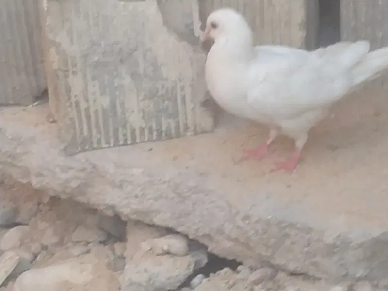 ۱۲۳۴|پرنده|چرام, |دیوار