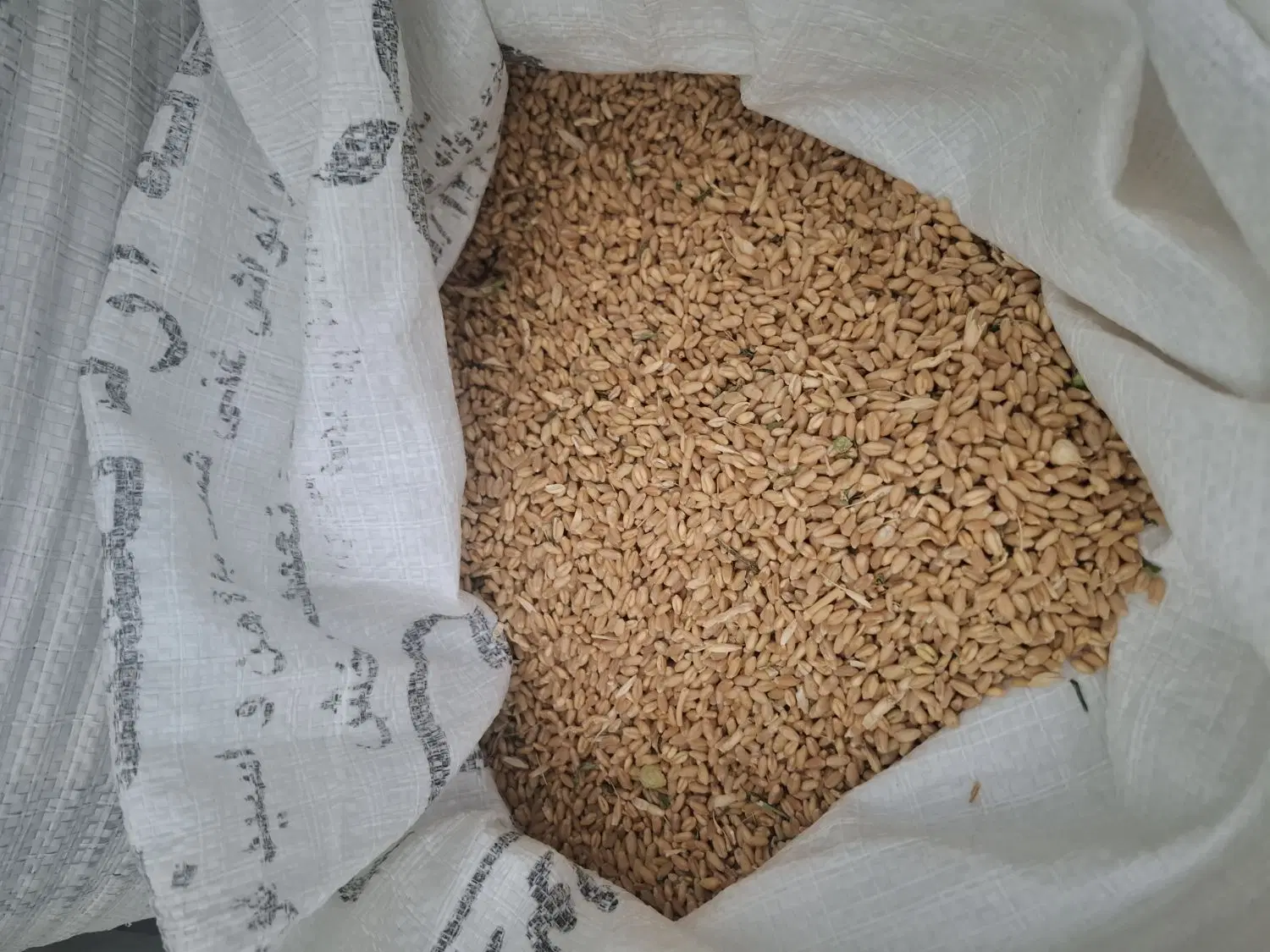 گندم|خوردنی و آشامیدنی|اصفهان, شیخ طوسی|دیوار