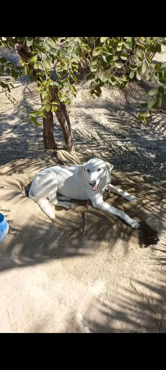 سگ شکاری|سگ|سعدآباد, |دیوار