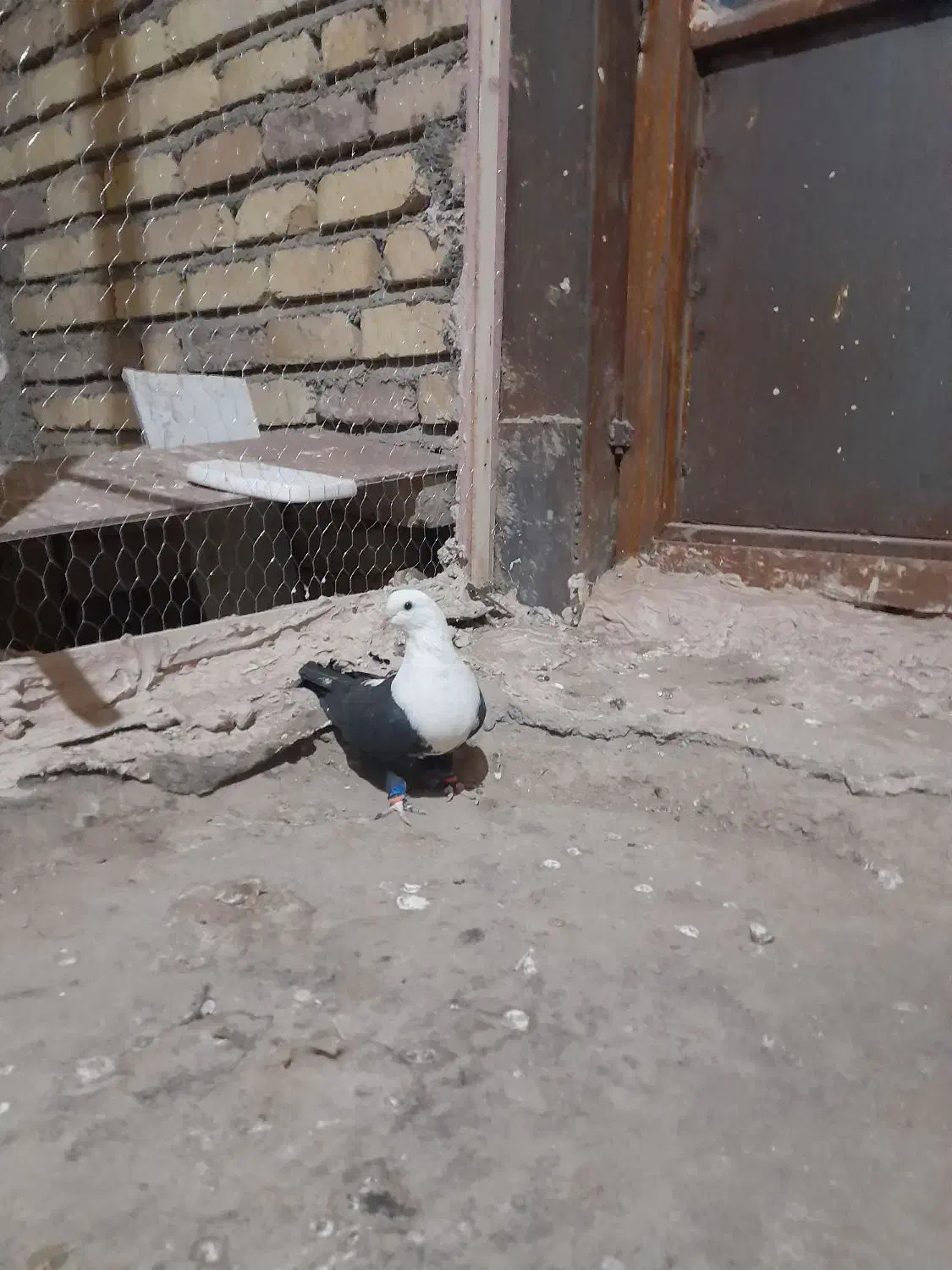 کبوتر پرشی|پرنده|نیشابور, مازول|دیوار