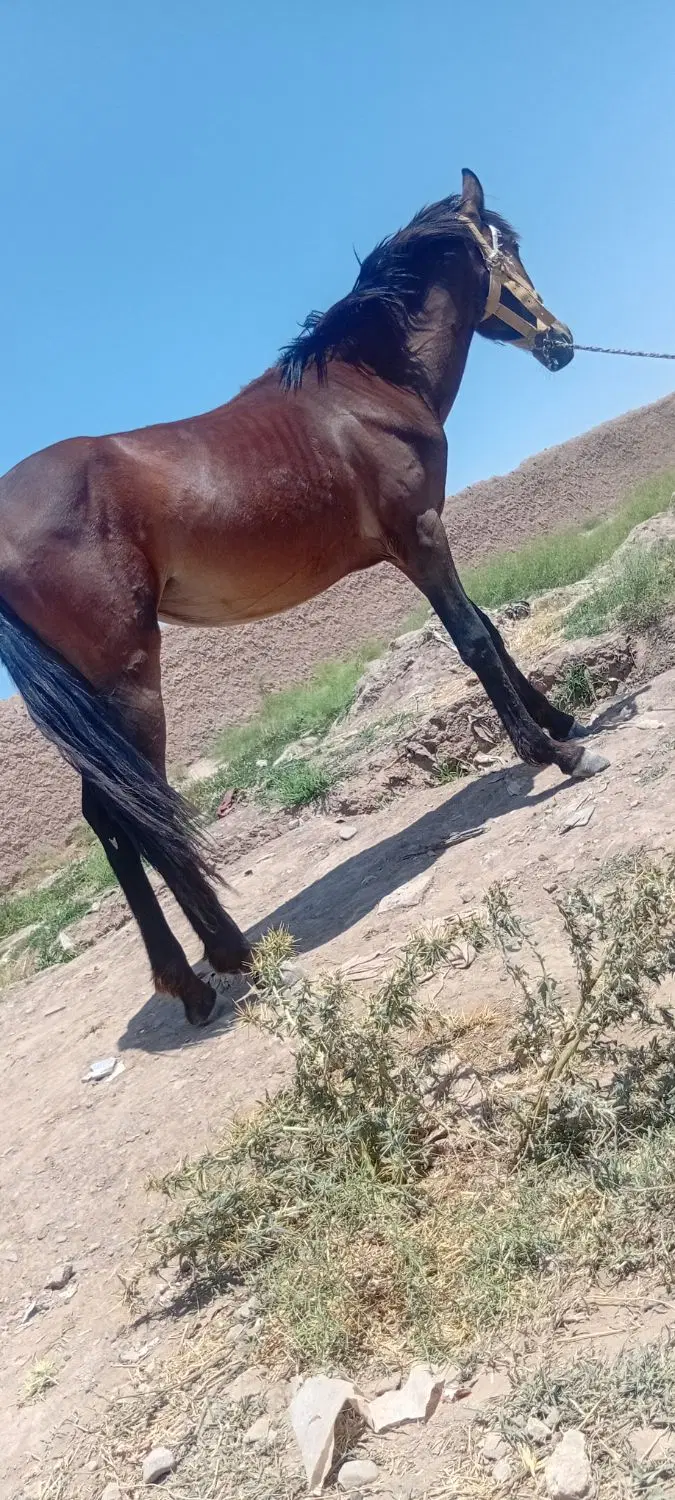 اسب|اسب و تجهیزات اسبسواری|سلامی, |دیوار