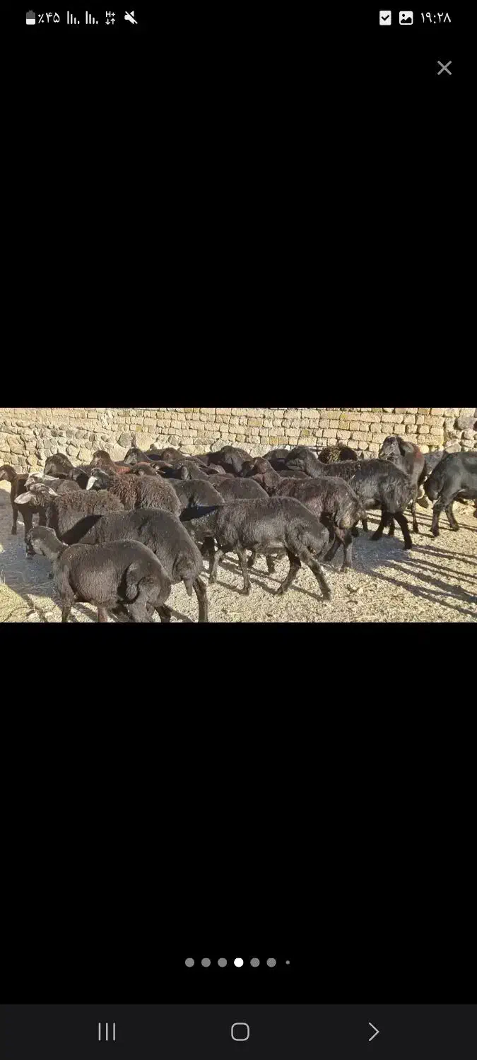 گوسفند|حیوانات مزرعه|بیجار, |دیوار