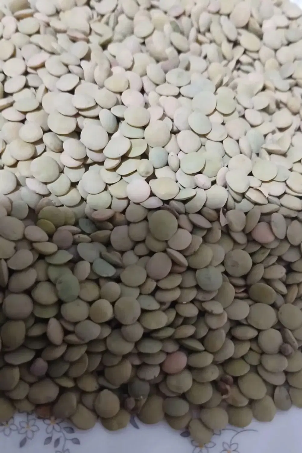 عدس|خوردنی و آشامیدنی|زنجان, |دیوار