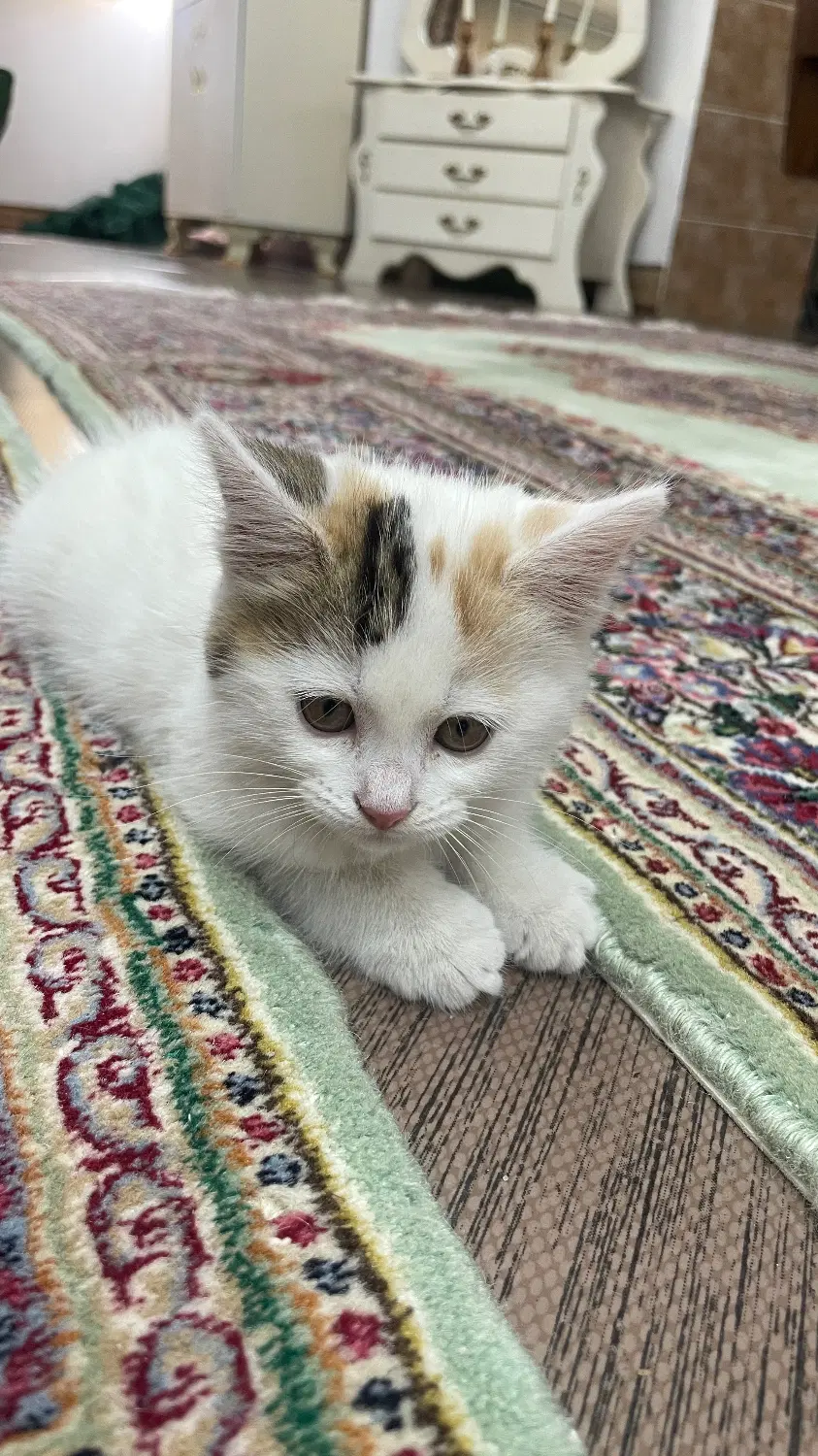 گربه|گربه|کرمان, |دیوار