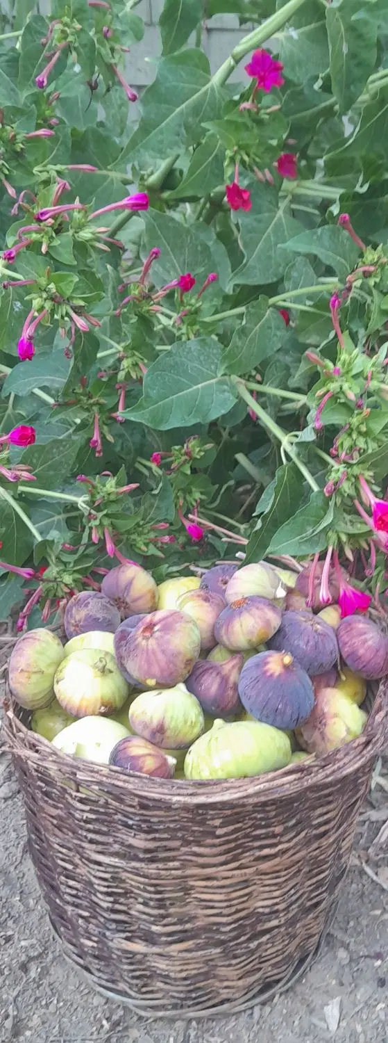 انجیر|خوردنی و آشامیدنی|گنبد کاووس, |دیوار