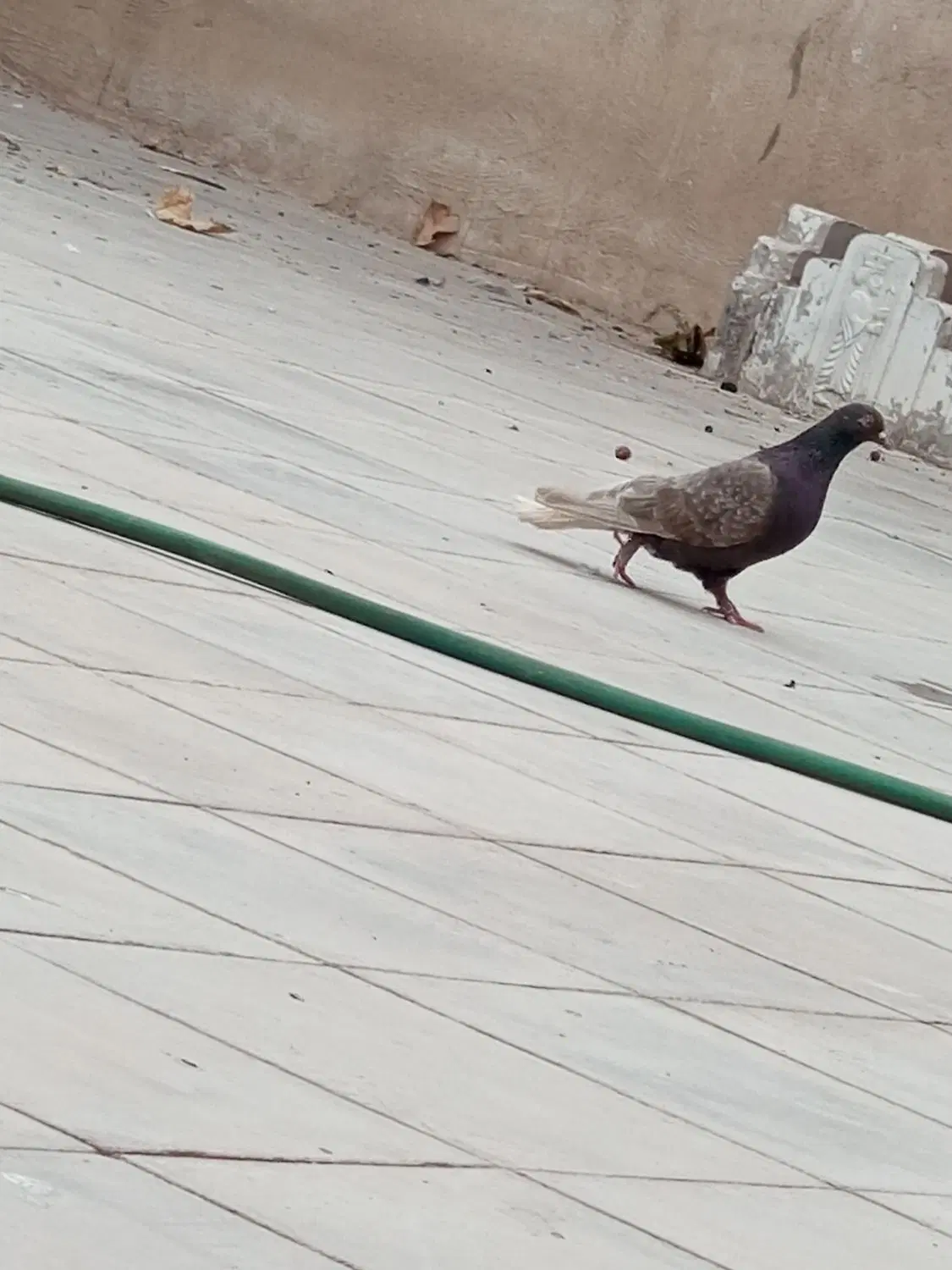 کفتر|پرنده|رفسنجان, |دیوار