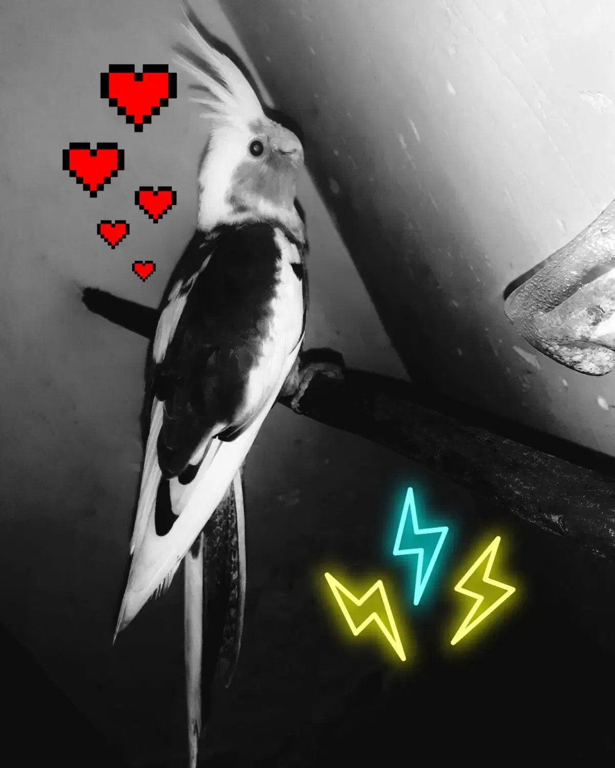 عروس هلندی|پرنده|خان ببین, |دیوار