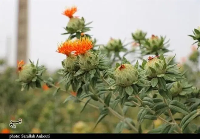 گل خشت|گل و گیاه طبیعی|کرمان, |دیوار