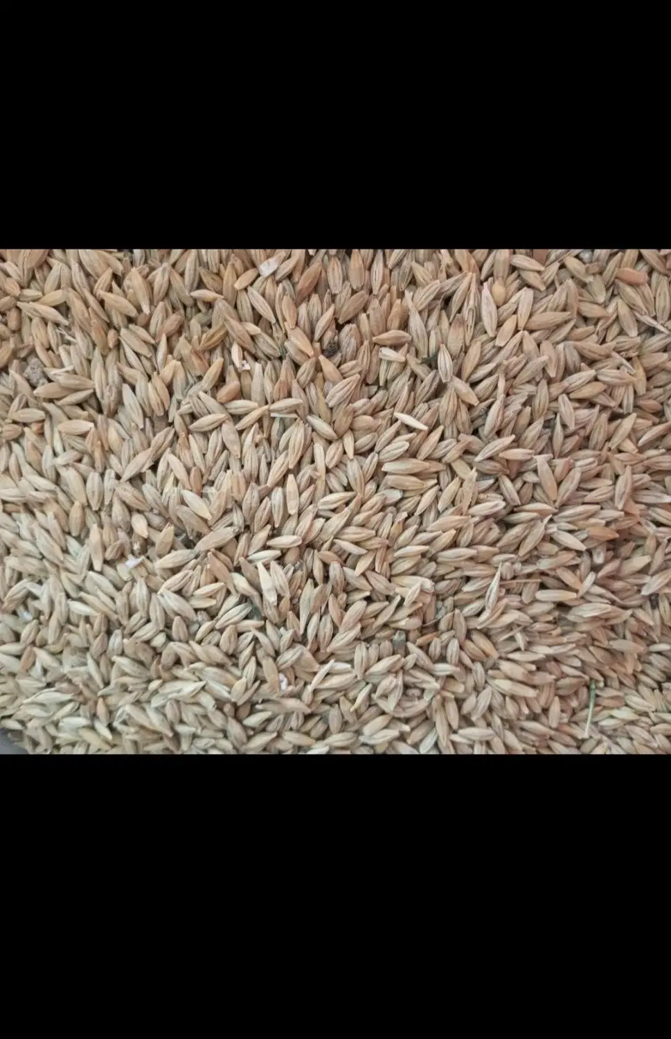 جوه|خدمات باغبانی و درختکاری|بندر گناوه, |دیوار