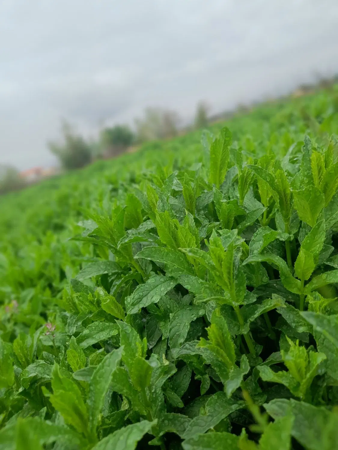 ریحان|عمدهفروشی|نیشابور, ده حلاج|دیوار