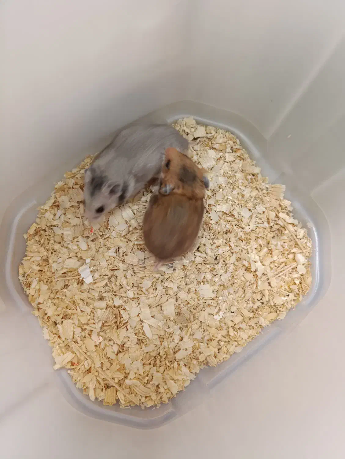 همستر|موش و خرگوش|بانه, |دیوار