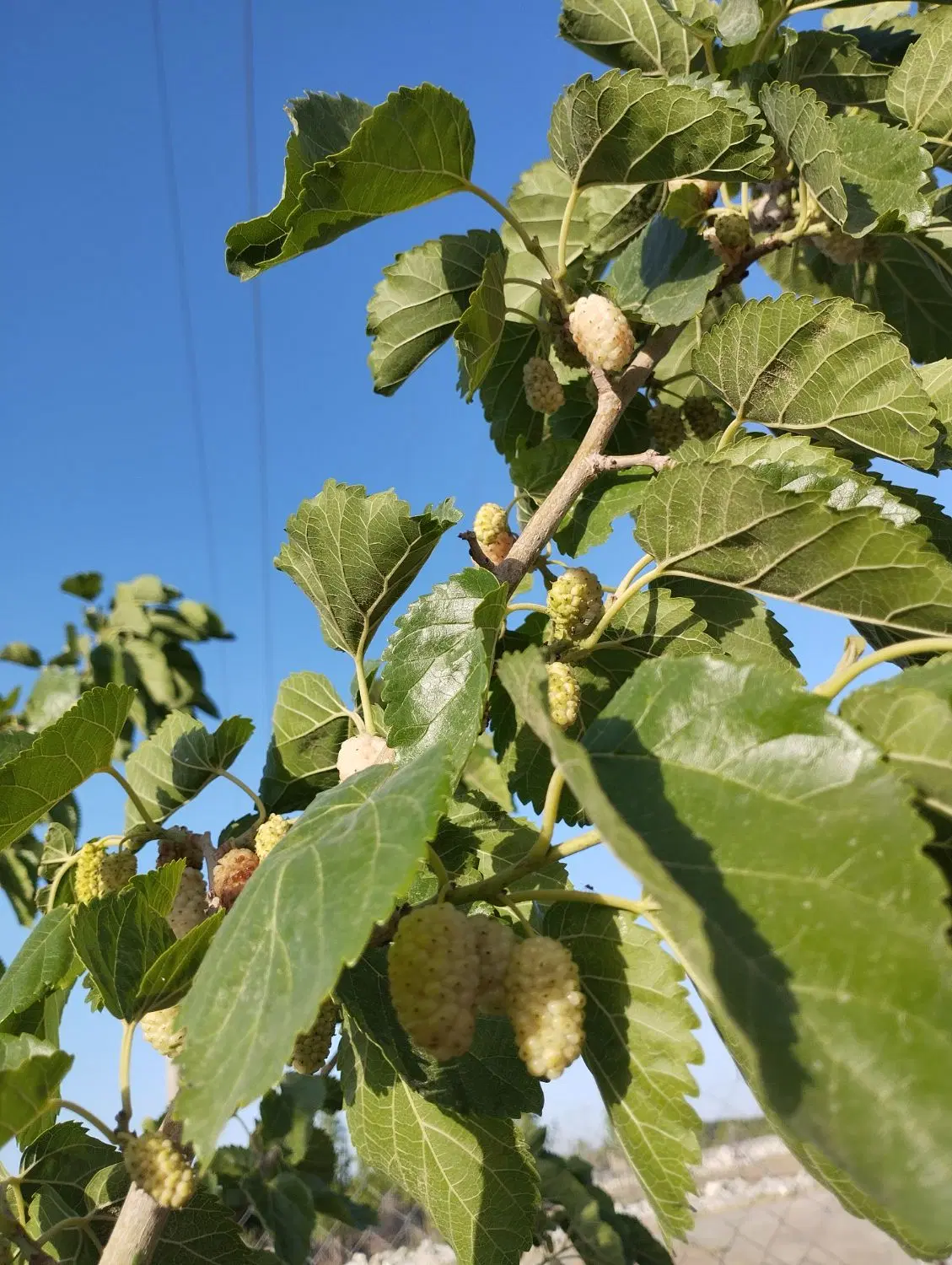 تصویر 8