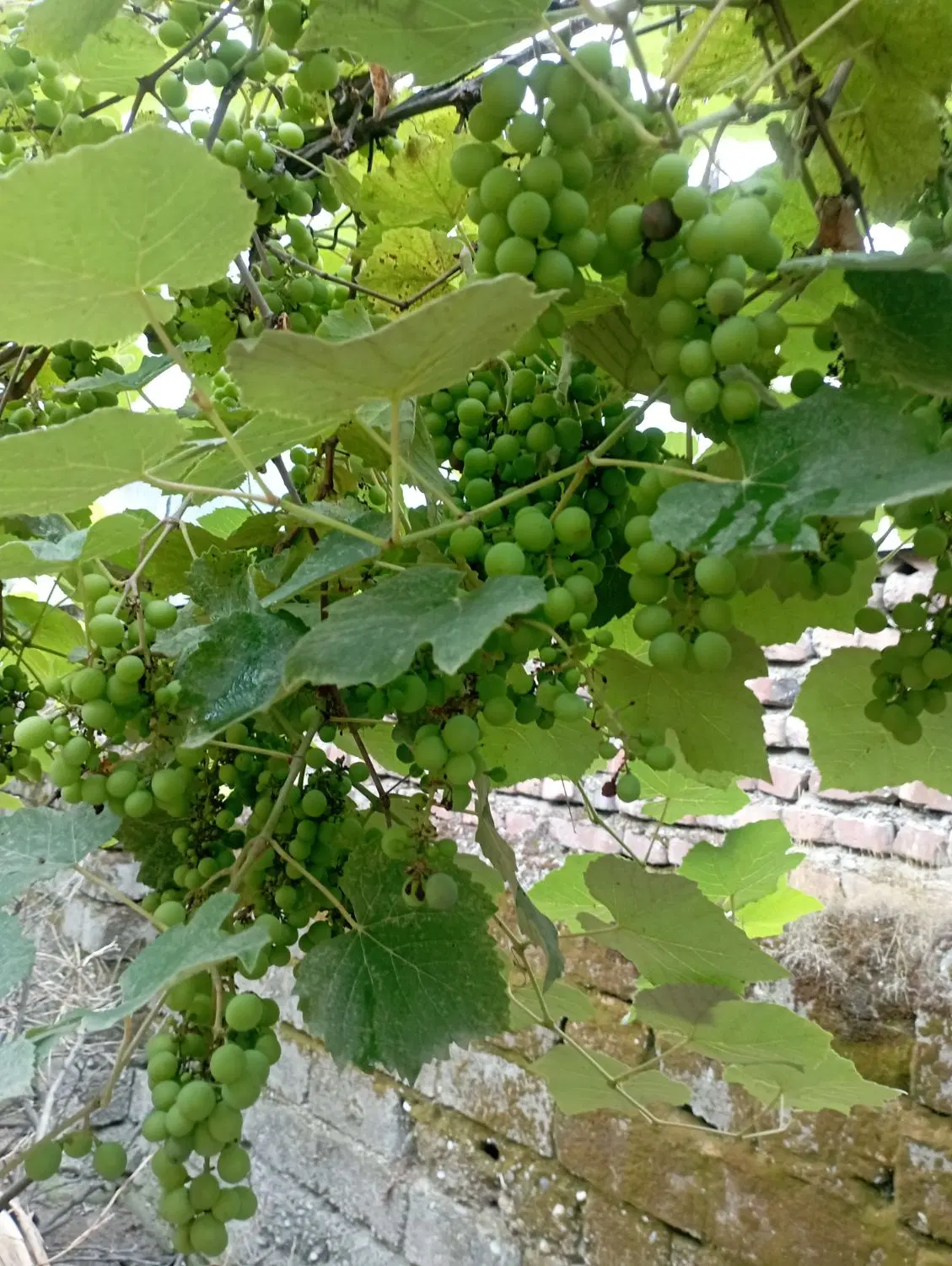 غوره|خوردنی و آشامیدنی|آمل, |دیوار